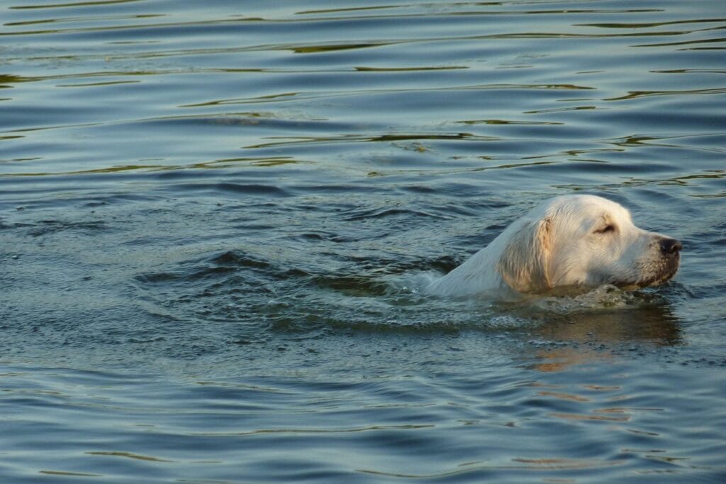 Why Do Dogs Hate Baths but Love Swimming? 2 Why Do Dogs Hate Baths but Love Swimming