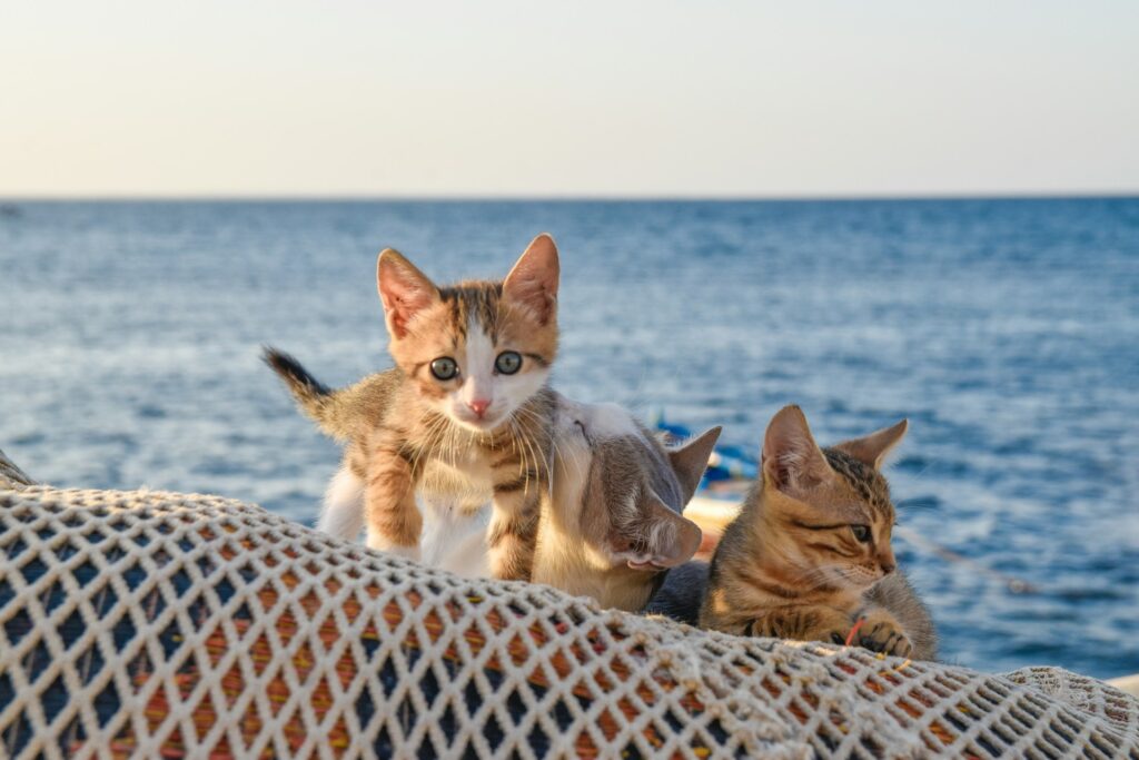 Can Cats Swim? A Comprehensive Guide 2 Can Cats Swim