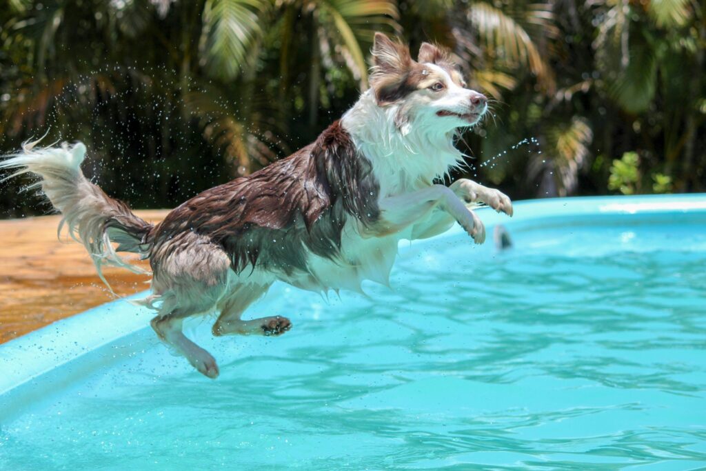 Can Dogs Swim in Saltwater Pools? A Complete Guide for Pet Owners 1 Can Dogs Swim in Saltwater Pools
