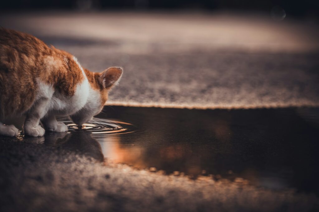 Can Cats Swim? A Comprehensive Guide 1 Can Cats Swim