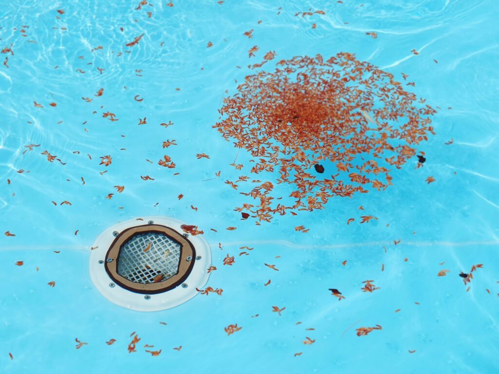 Do Swimming Pools Attract Mosquitoes? 1 Do Swimming Pools Attract Mosquitoes