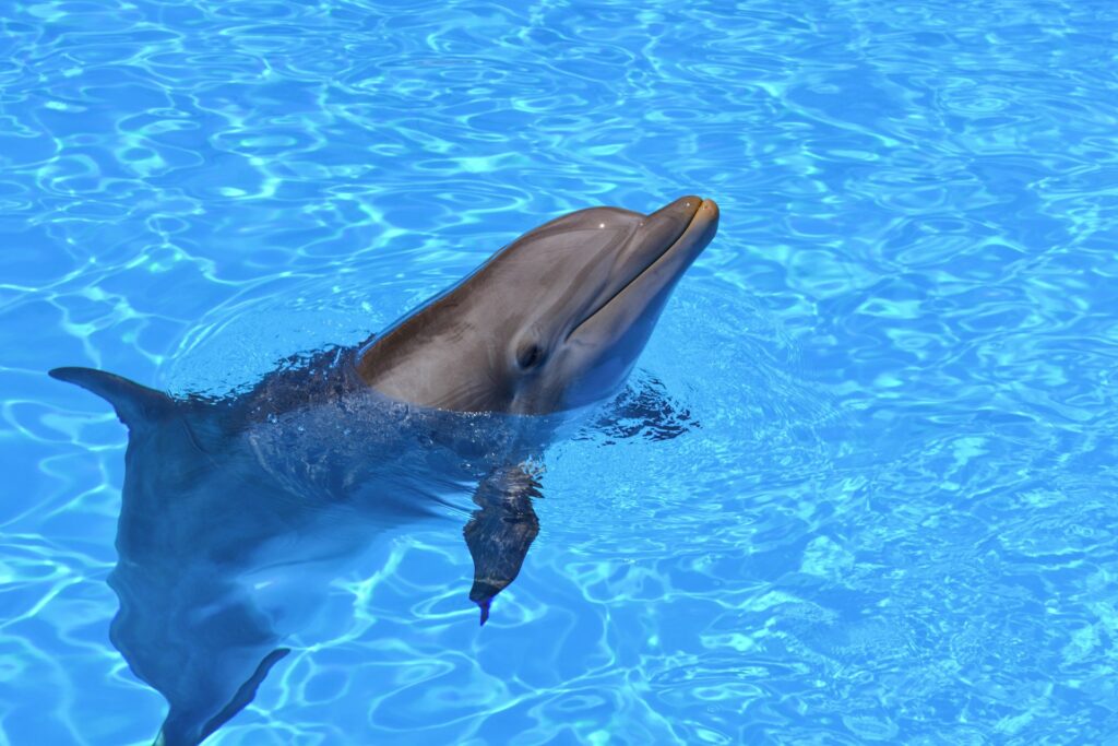 What Happens When Dolphins Are Kept in Pools? 2 What Happens When Dolphins Are Kept in Pools