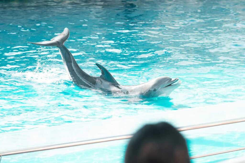 What Happens When Dolphins Are Kept in Pools? 1 What Happens When Dolphins Are Kept in Pools